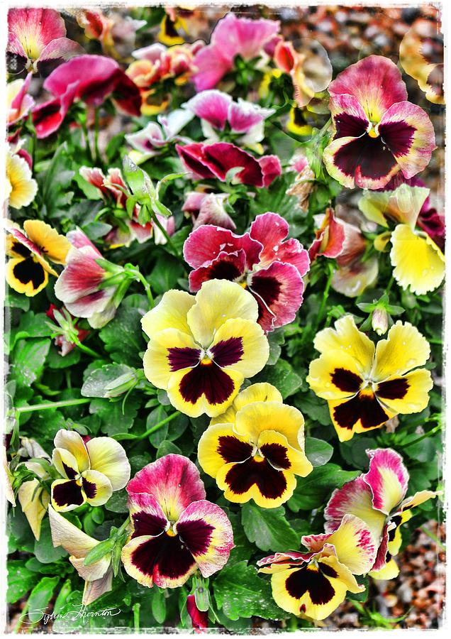 Pansies I Photograph by Sylvia Thornton