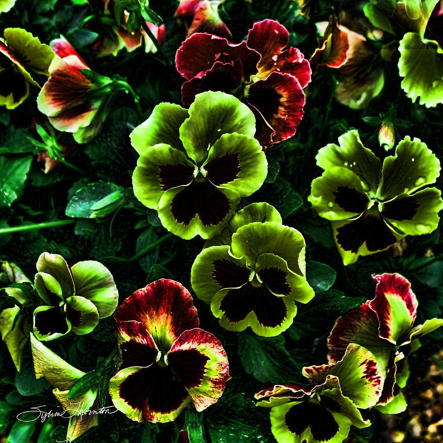 Pansies II Photograph by Sylvia Thornton