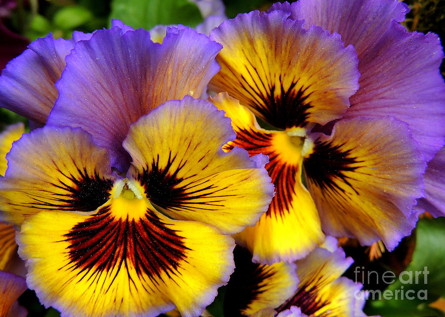 Flower Photograph - Pansies in a Planter by Pamela Rivera