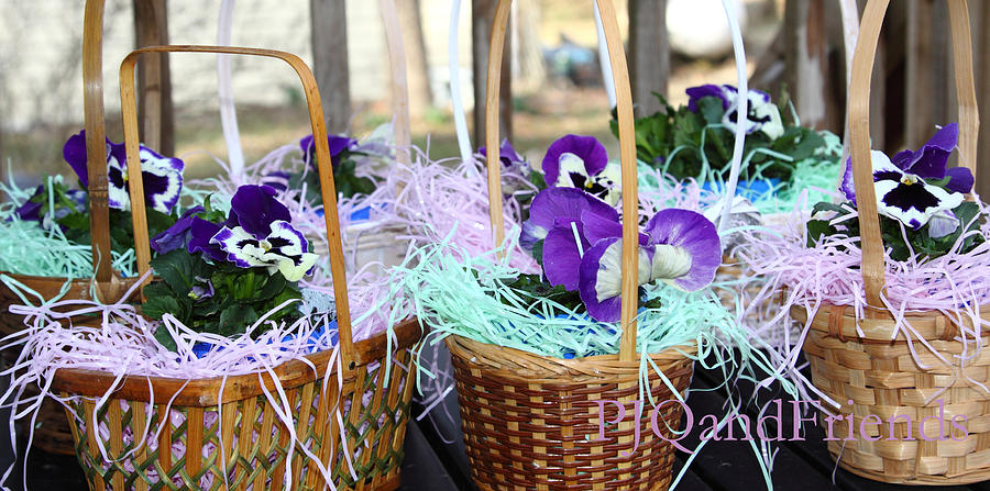 Pansies in Baskets Photograph by PJQandFriends Photography