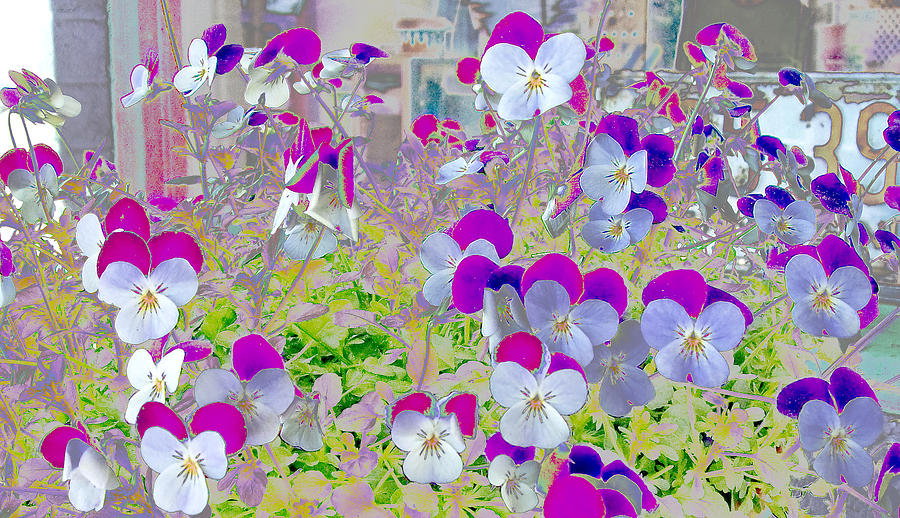 Pansies in Reverse Photograph by Greg Reed