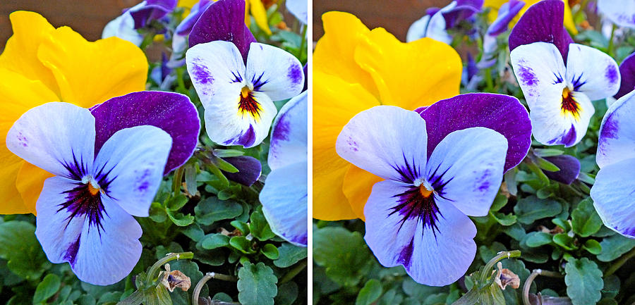 Pansies in Stereo Photograph by Duane McCullough