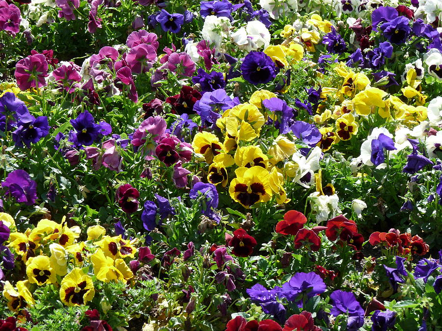 Pansies  Photograph by Jeff Lowe