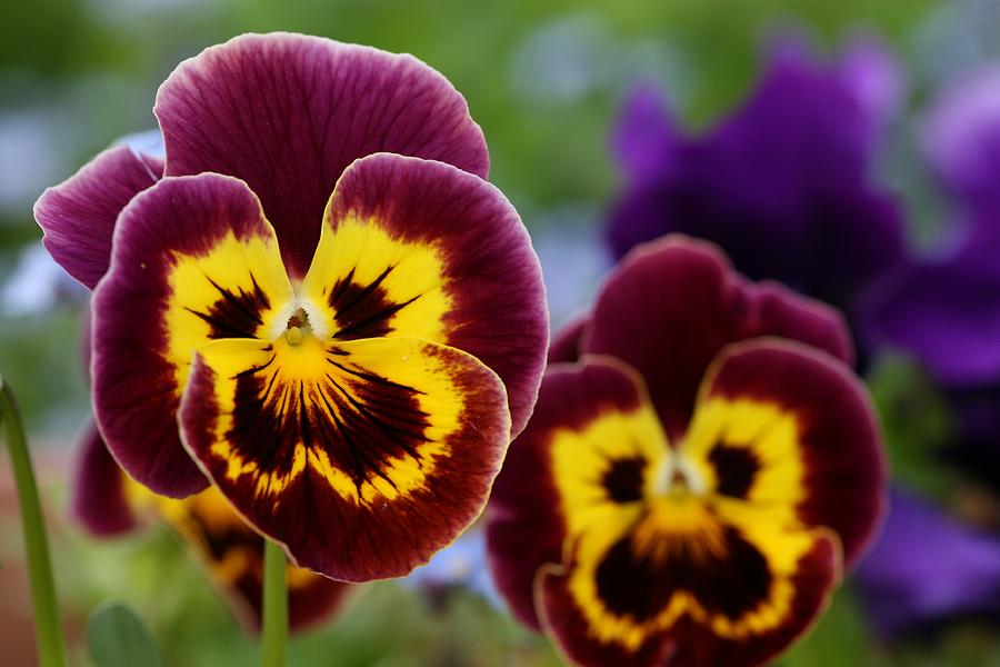 Spring Photograph - Pansies by Mark Severn