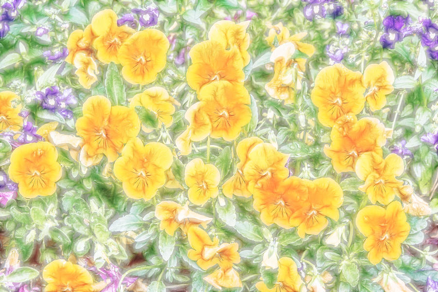 Pansies Digital Art by Photographic Art by Russel Ray Photos