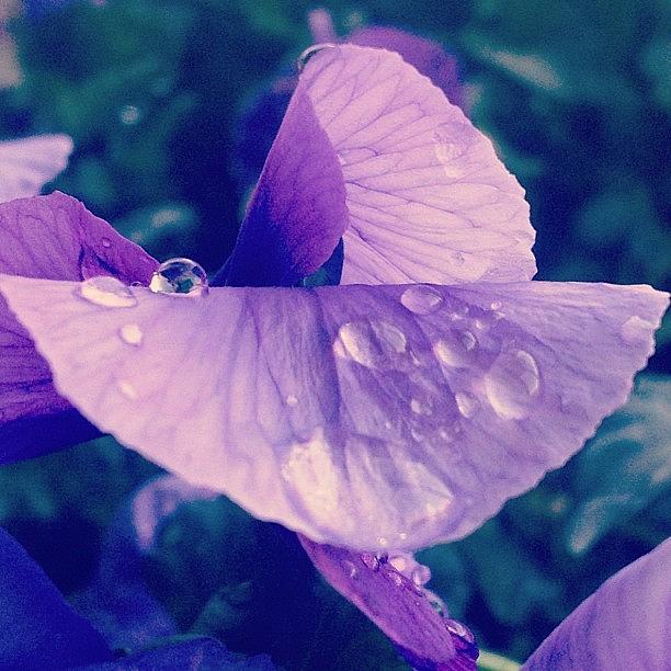 Pansy And Droplet In Unusual Formation Photograph by Cee Lew
