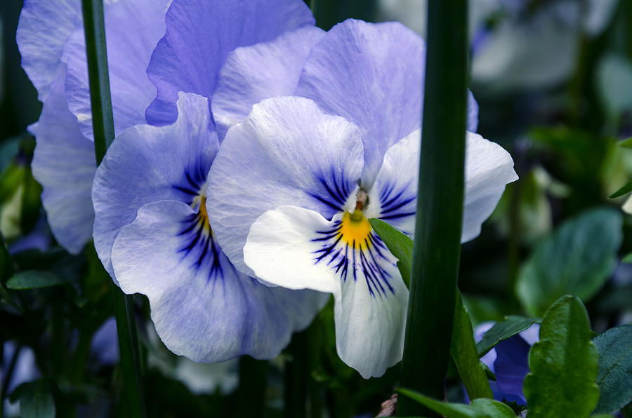 Spring Photograph - Pansy Beauty by Tikvahs Hope