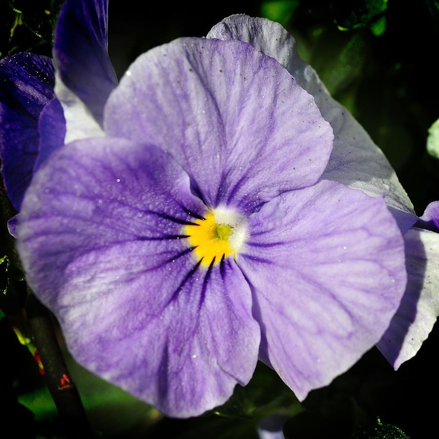 Pansy Bloom Photograph by George Taylor