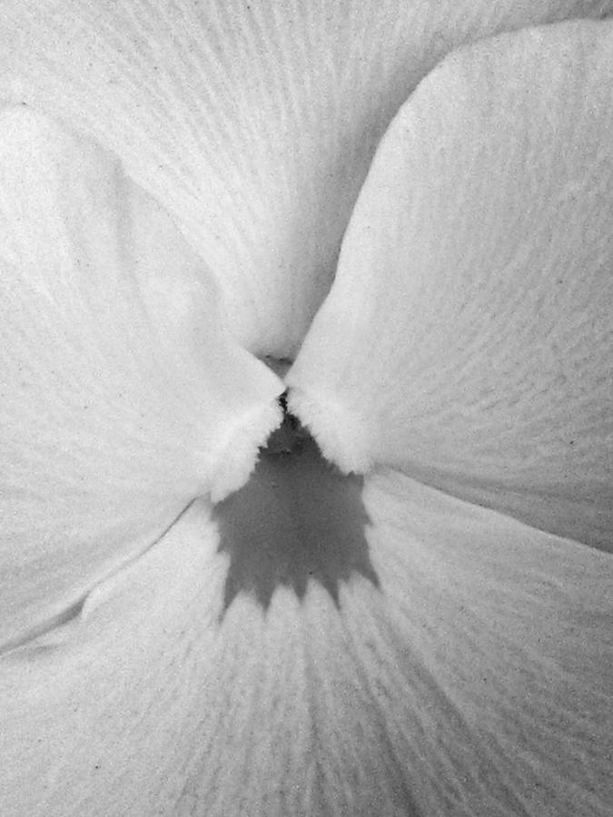 Pansy BW 02 Photograph by Pamela Critchlow