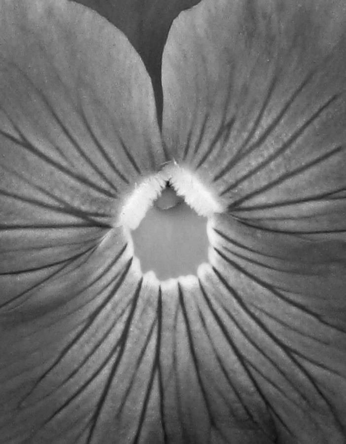 Pansy BW 05 Photograph by Pamela Critchlow
