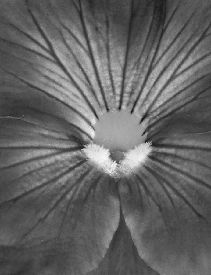 Pansy BW 09 Photograph by Pamela Critchlow
