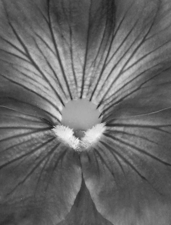 Pansy BW 11 Photograph by Pamela Critchlow