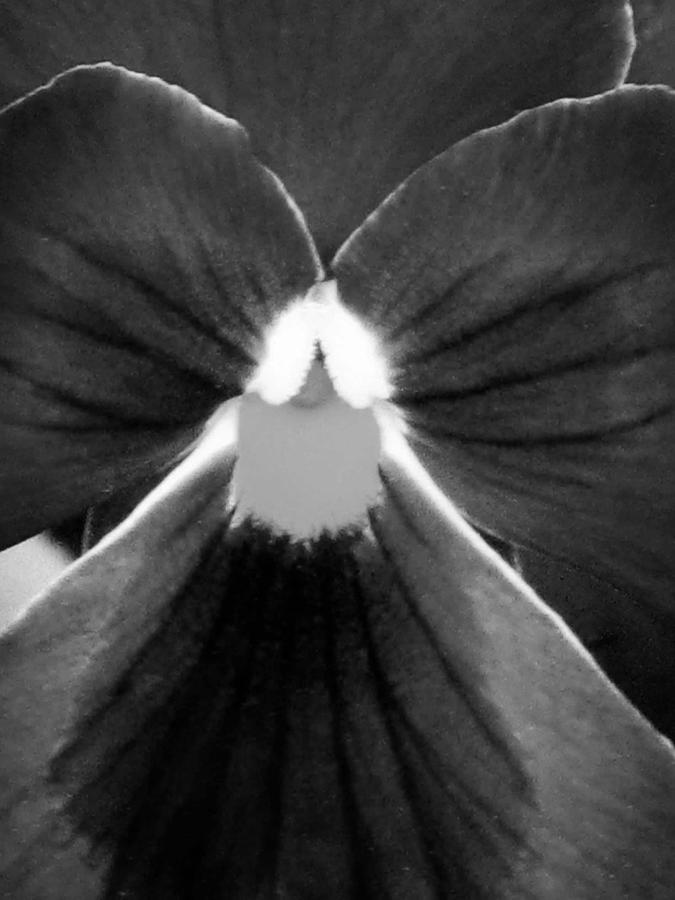 Pansy BW 12 Photograph by Pamela Critchlow
