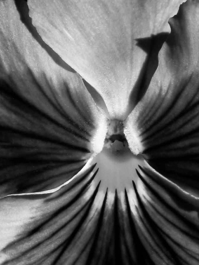 Pansy BW 13 Photograph by Pamela Critchlow