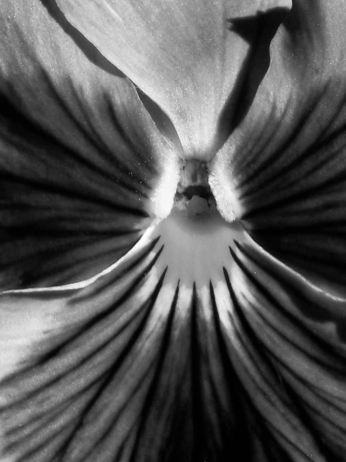 Pansy BW 14 Photograph by Pamela Critchlow