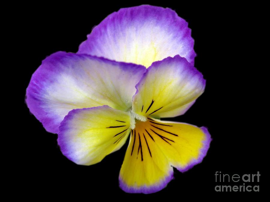 Pansy Photograph by Carol Sweetwood