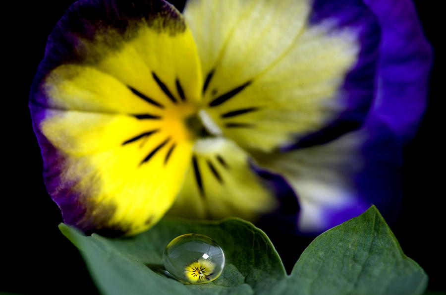 Pansy close up Photograph by Mark Duffy
