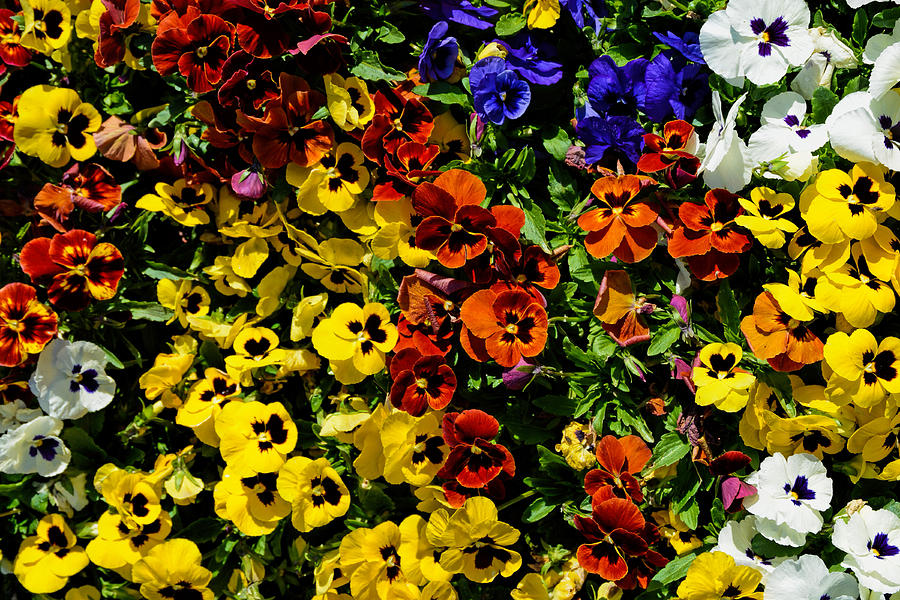 Pansy color mix  Photograph by Jeanne May