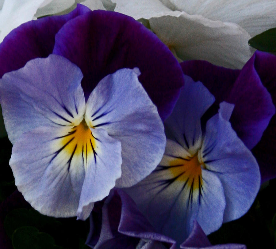 Pansy Delight Photograph by Karen Harrison Brown