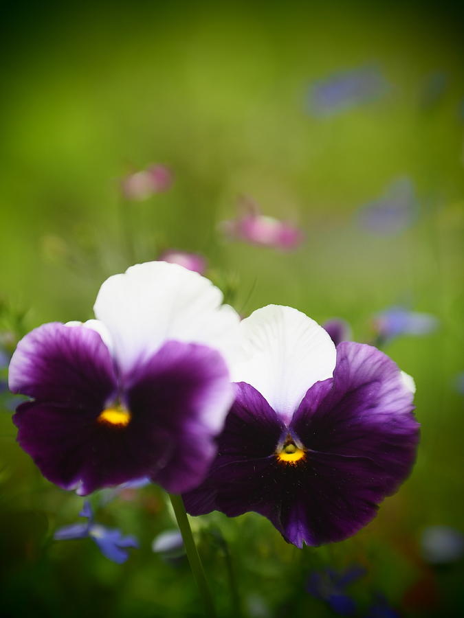 Pansy Dreams Photograph by Dorothy Lee