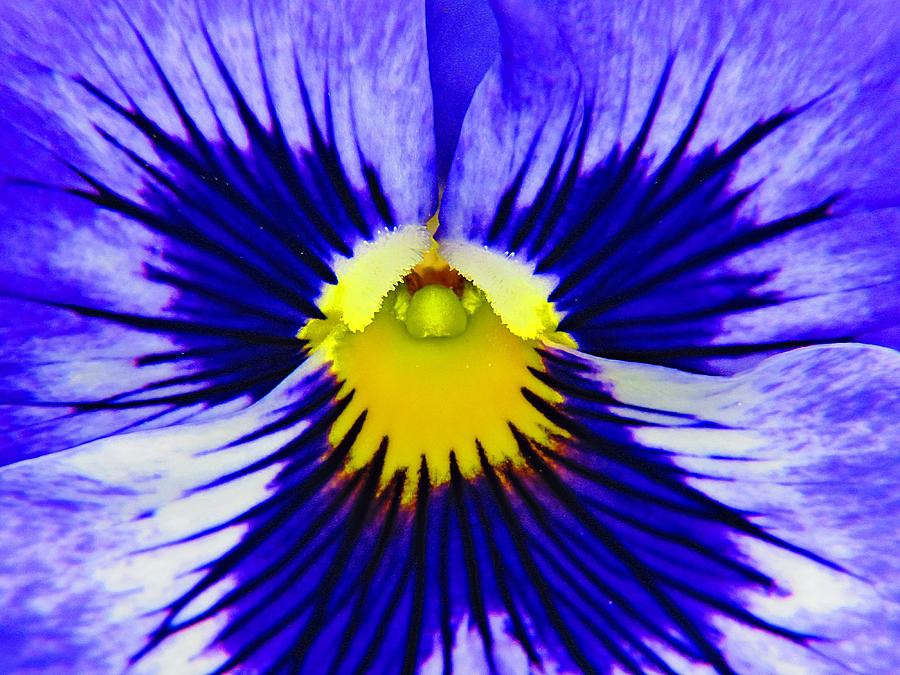 Spring Photograph - Pansy Face by MTBobbins Photography