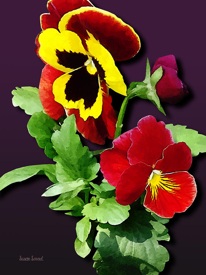 Pansy Photograph - Pansy Family by Susan Savad