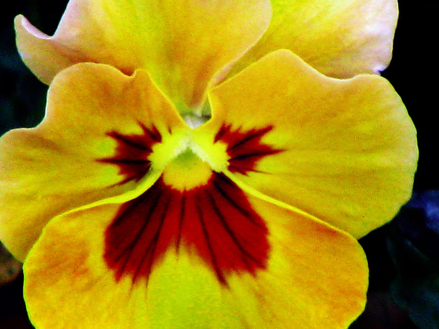 Pansy Flower 01 Photograph by Pamela Critchlow