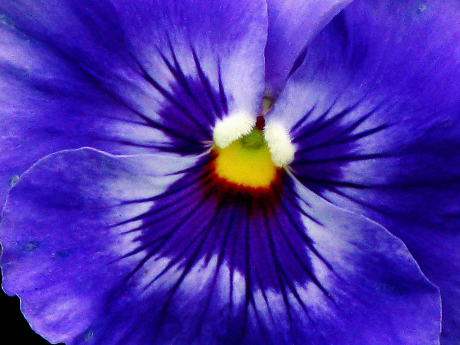 Pansy Flower 02 Photograph by Pamela Critchlow