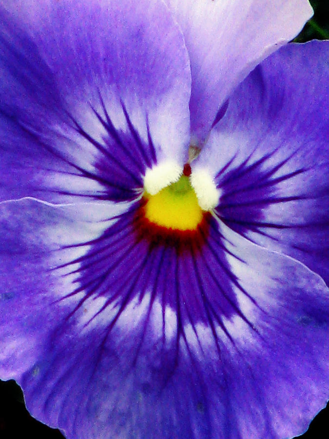 Pansy Flower 03 Photograph by Pamela Critchlow