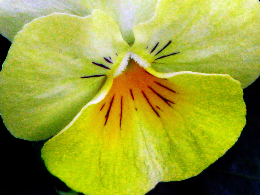 Pansy Flower 05 Photograph by Pamela Critchlow