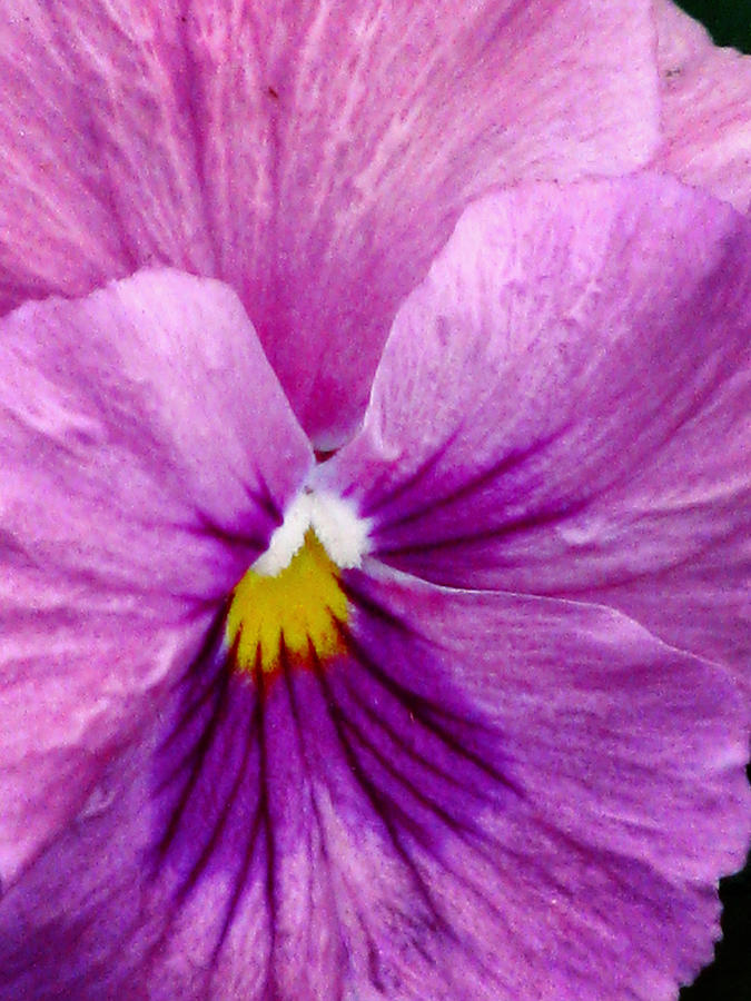 Pansy Flower 06 Photograph by Pamela Critchlow