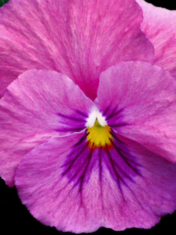 Pansy Flower 07 Photograph by Pamela Critchlow