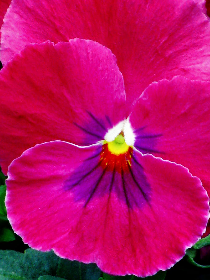 Pansy Flower 08 Photograph by Pamela Critchlow