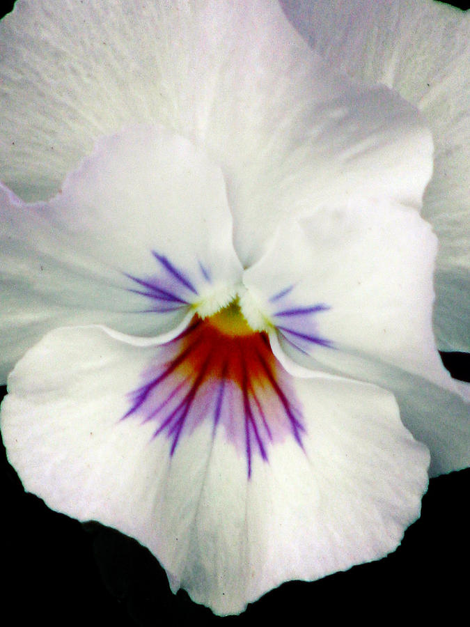 Pansy Flower 10 Photograph by Pamela Critchlow