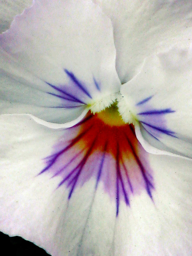 Pansy Flower 11 Photograph by Pamela Critchlow