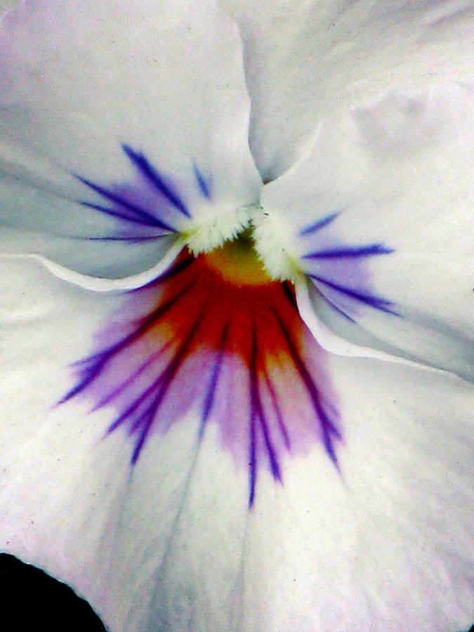 Pansy Flower 12 Photograph by Pamela Critchlow