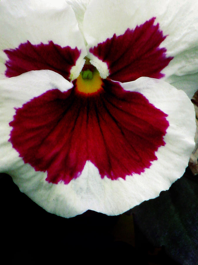 Pansy Flower 13 Photograph by Pamela Critchlow