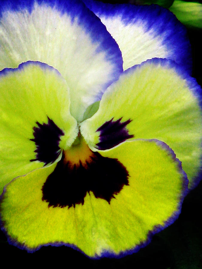 Pansy Flower 14 Photograph by Pamela Critchlow
