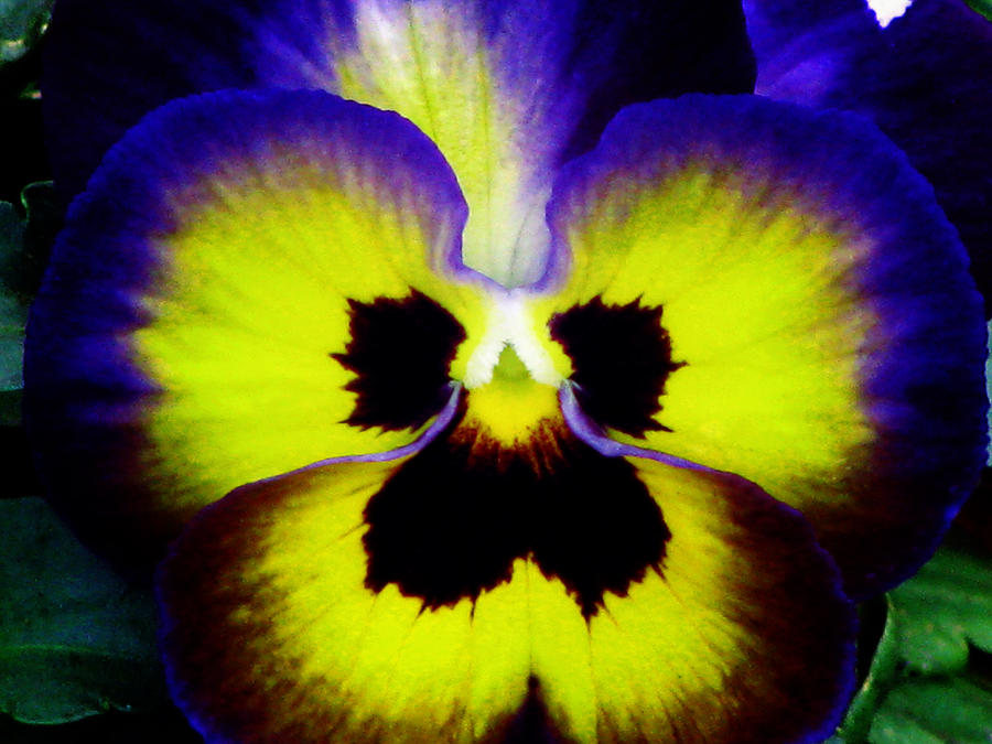 Pansy Flower 15 Photograph by Pamela Critchlow