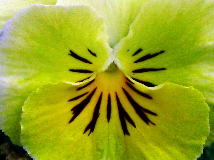 Pansy Flower 16 Photograph by Pamela Critchlow