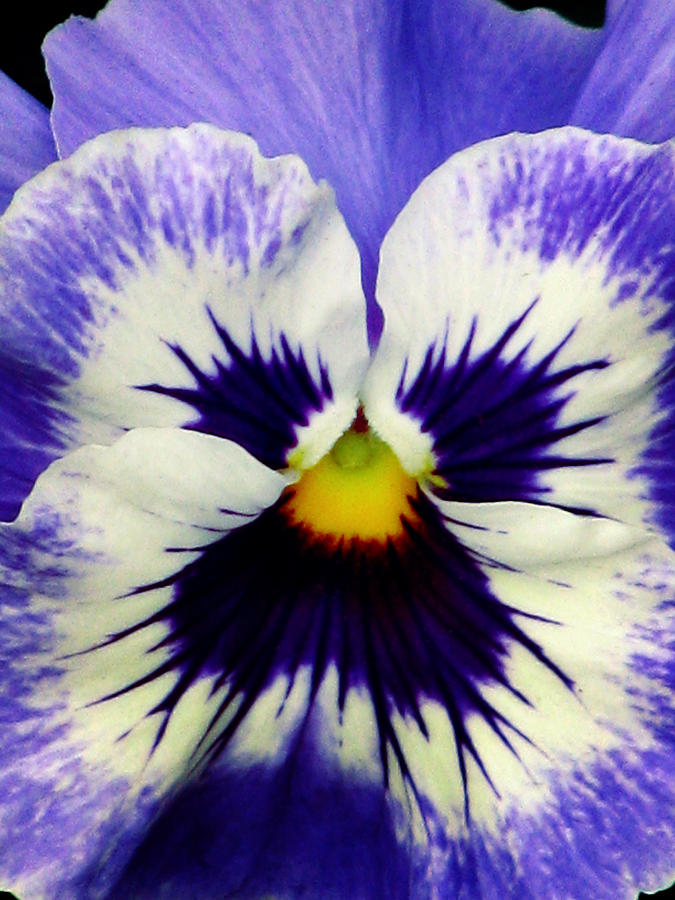 Pansy Flower 17 Photograph by Pamela Critchlow
