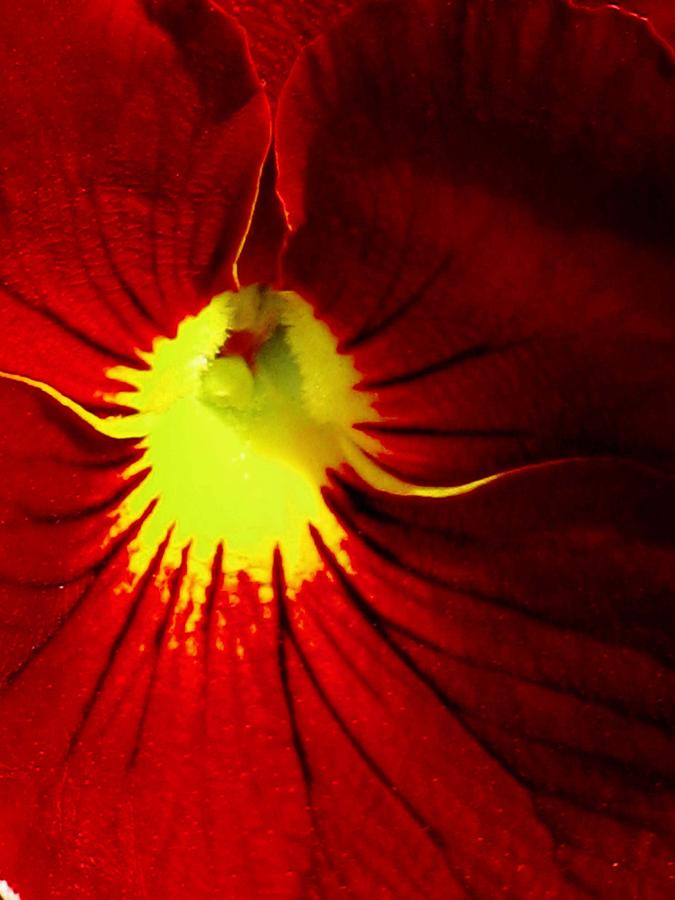 Pansy Flower 18 Photograph by Pamela Critchlow