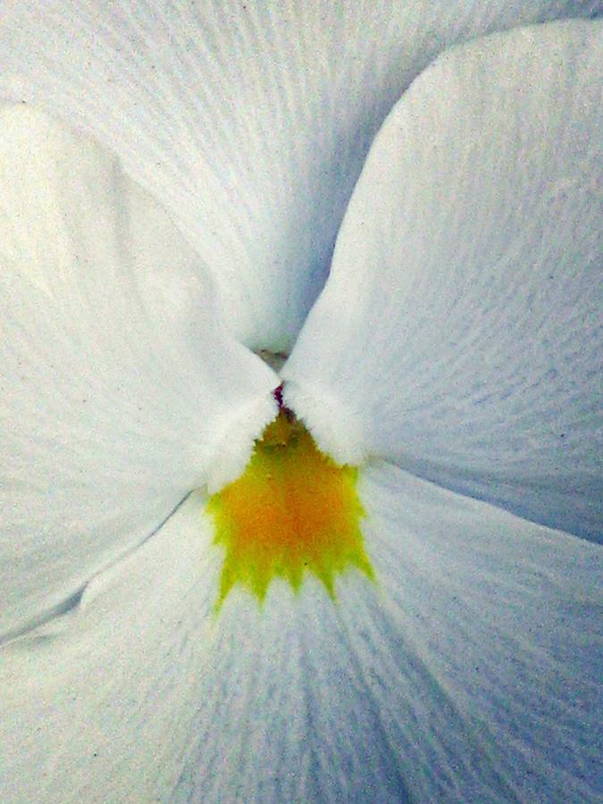 Pansy Flower 19 Photograph by Pamela Critchlow