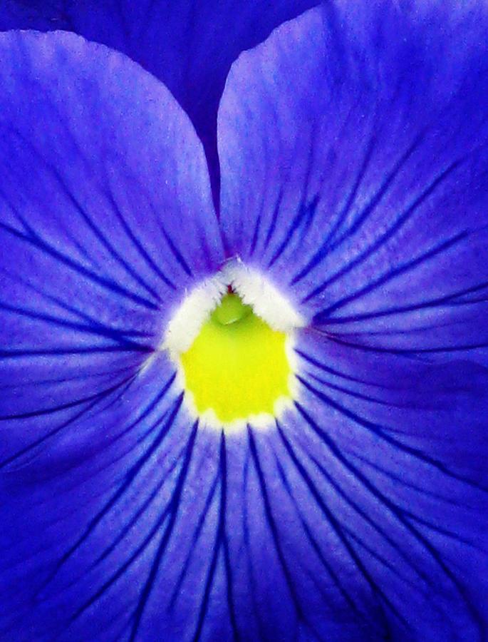 Pansy Flower 21 Photograph by Pamela Critchlow