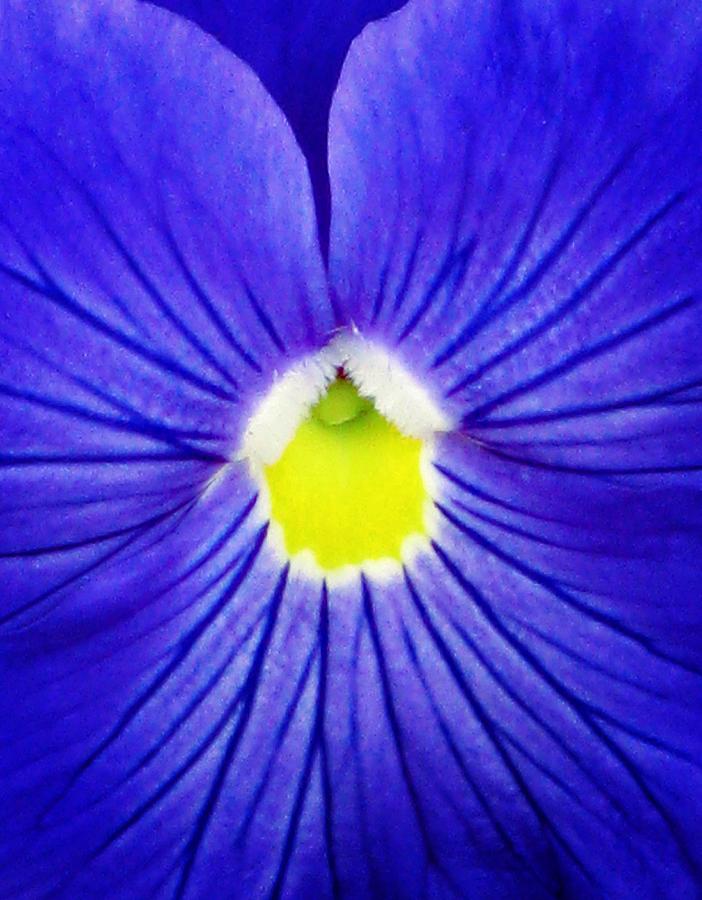 Pansy Flower 22 Photograph by Pamela Critchlow
