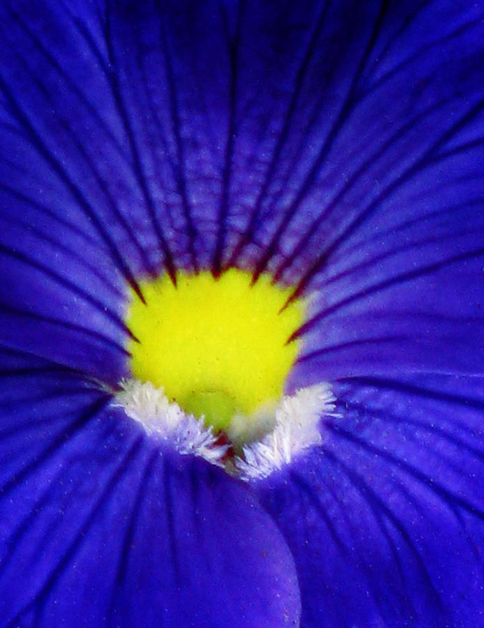 Pansy Flower 25 Photograph by Pamela Critchlow