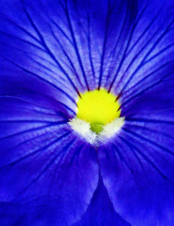 Pansy Flower 26 Photograph by Pamela Critchlow