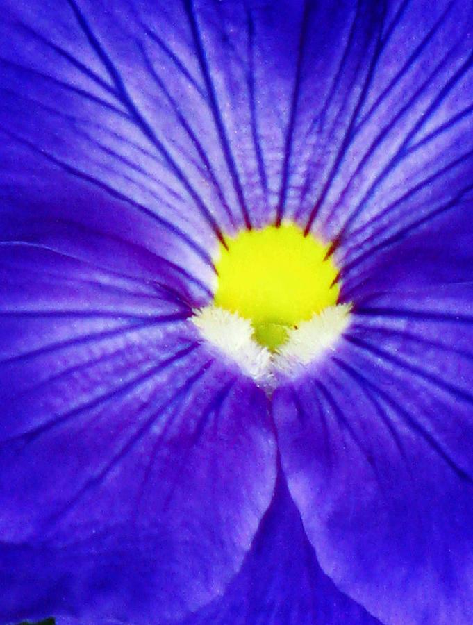 Pansy Flower 27 Photograph by Pamela Critchlow