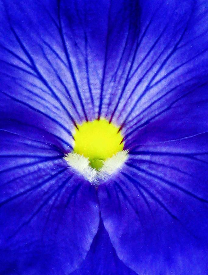 Pansy Flower 28 Photograph by Pamela Critchlow