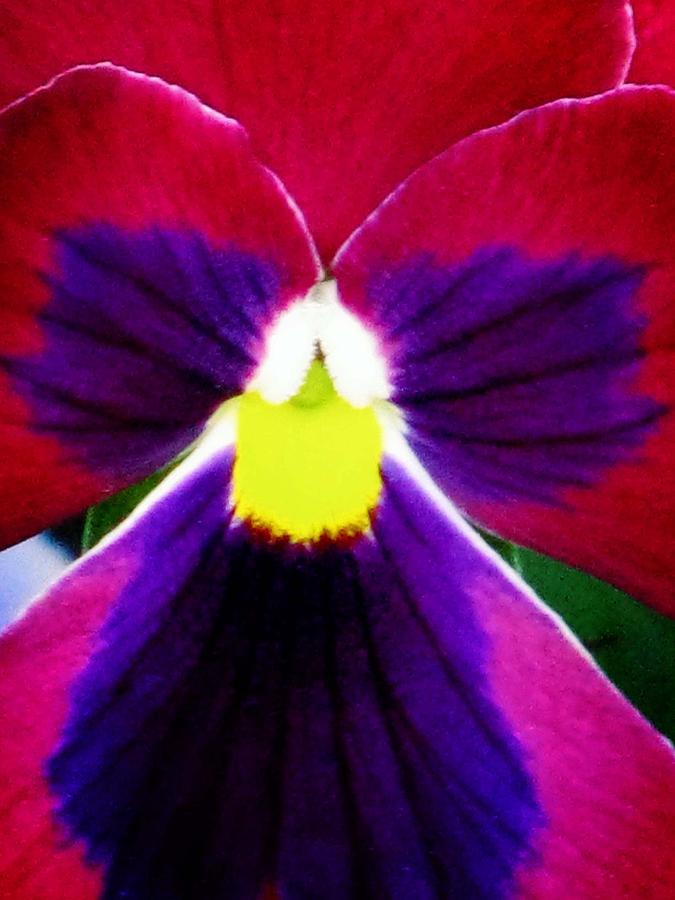 Pansy Flower 29 Photograph by Pamela Critchlow